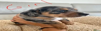 Mixed Breed 2