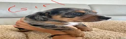 Mixed Breed dogs for sale: Dachshund puppies  in Birmingham - Advert 8