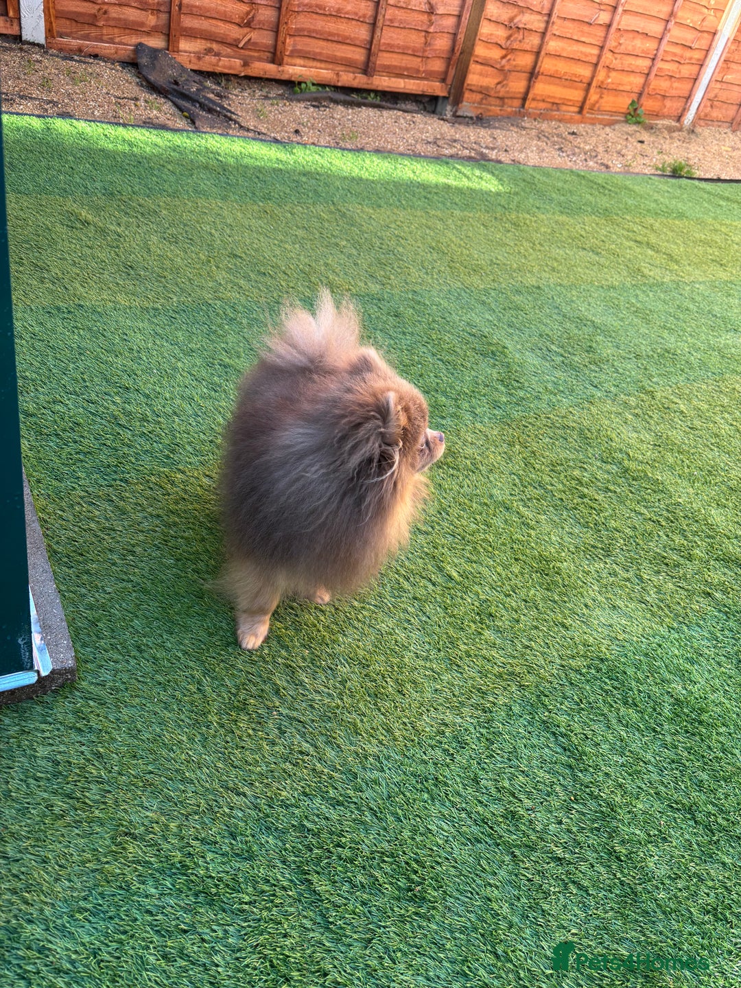 Pomeranian dogs for stud: 1.6kgPuppysize teddybear lilac and tan Pomeranian  - Advert 6