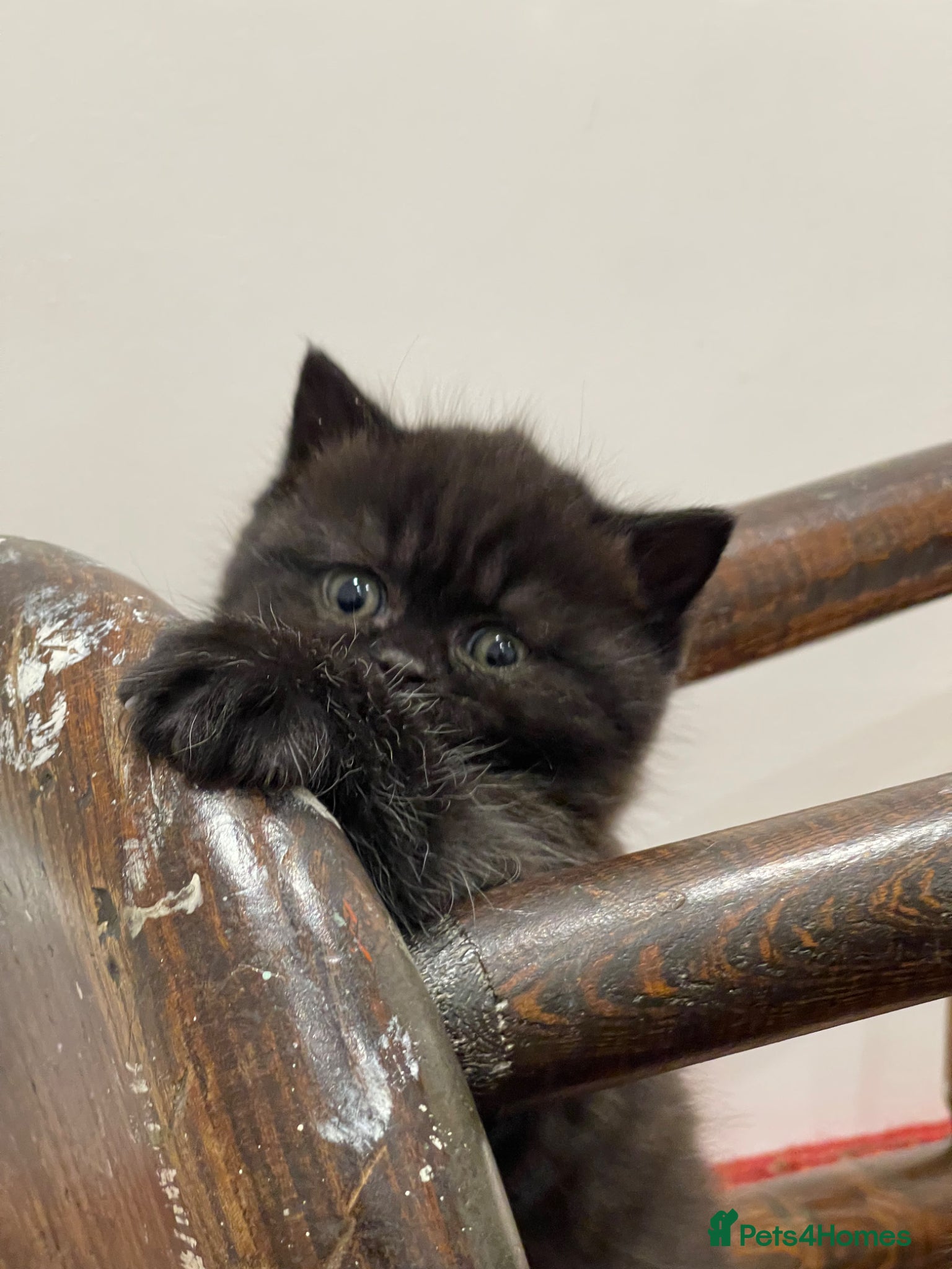 British Shorthair cats GCCF BOYS LOOKING FOR THEIR FOREVER HOME - Advert 2
