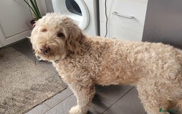 Labradoodle dogs for sale: Large standard labradoodles - Image 22