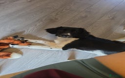 Sprollie dogs for sale: Beautiful Sprollie Girl - Image 2