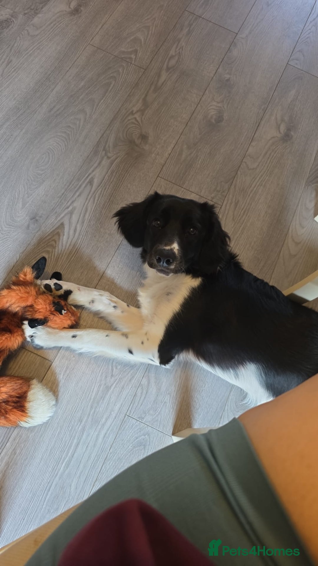 Sprollie dogs for sale: Beautiful Sprollie Girl - Image 2