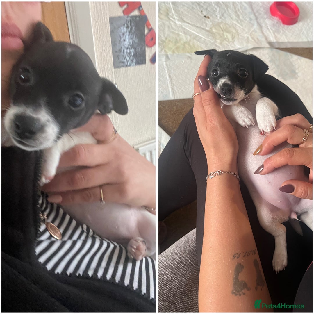 Jack Russell dogs for sale: Jack Russel puppies  - Image 2