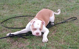 American Bulldog dogs for sale: Pick of litter male 🥰 in Ferryhill - Image 7