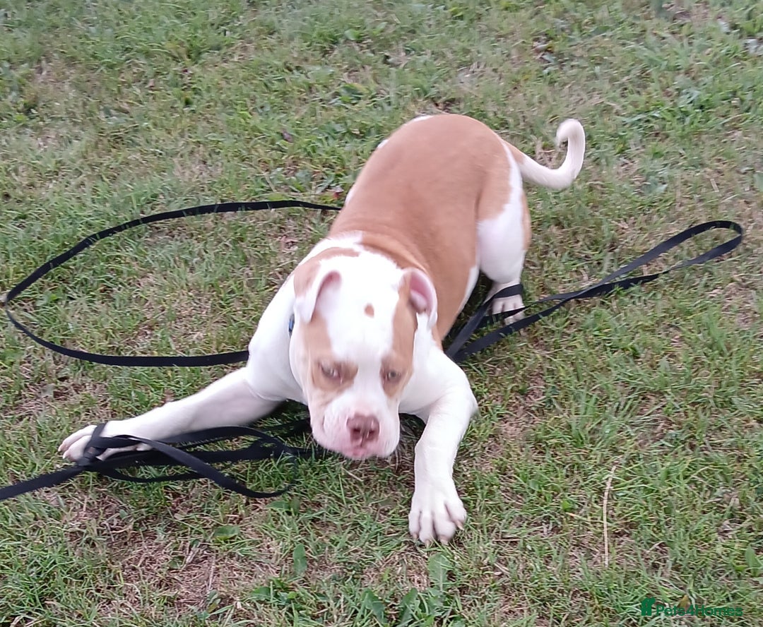 American Bulldog dogs for sale: Pick of litter male 🥰 in Ferryhill - Image 7