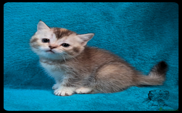 Scottish Fold cats for sale: TICA Registered Scottish kittens - Image 14