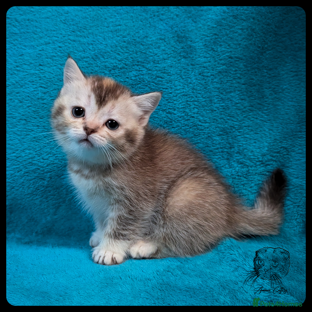 Scottish Fold cats for sale: TICA Registered Scottish kittens - Image 14