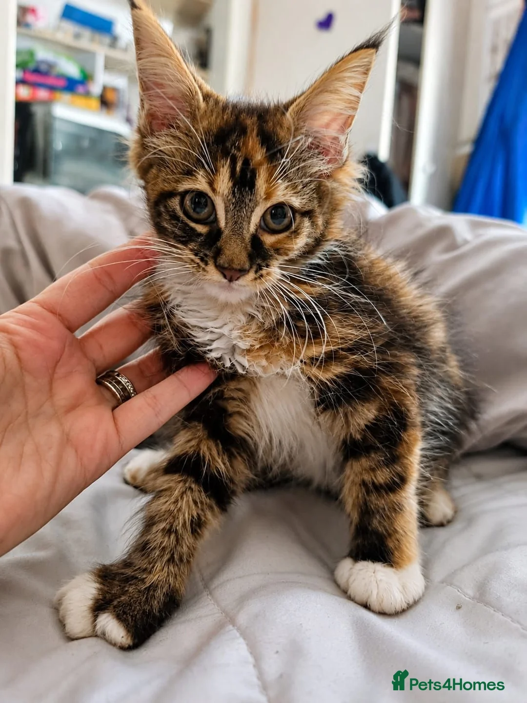 Maine Coon cats for sale: Mainecoon purebreed girl available - Advert 2