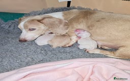 Miniature Dachshund dogs for sale: Miniature cream dachshund - Image 5