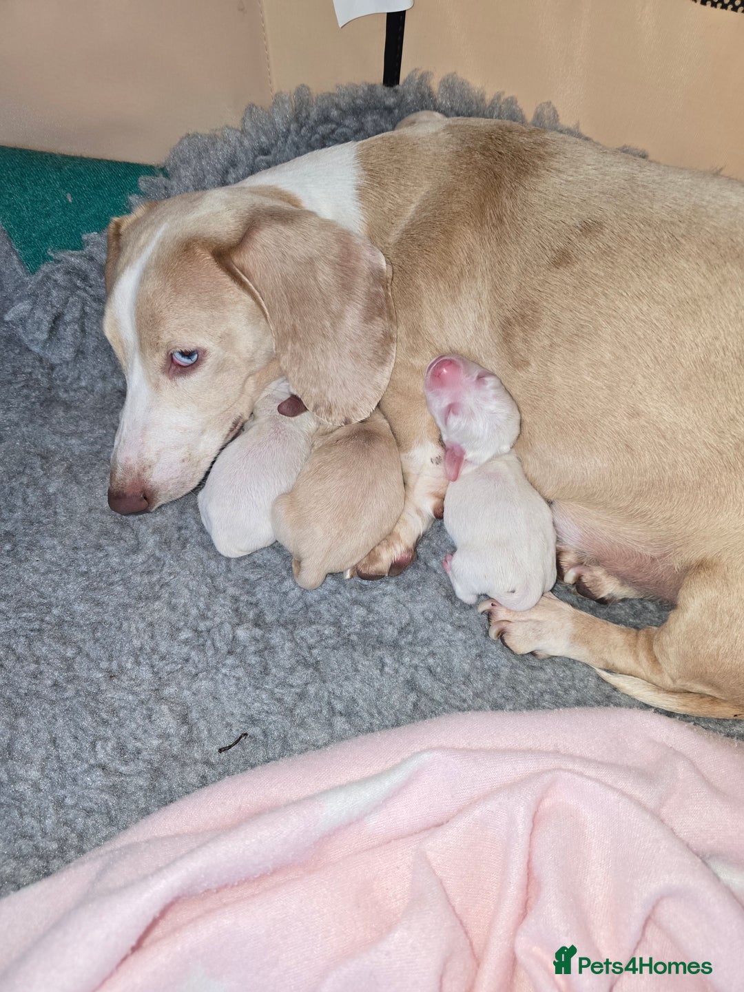 Miniature Dachshund dogs for sale: Miniature cream dachshund - Image 5