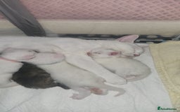 Turkish Angora cats for sale: Turkish angora cross Bengal  - Image 35