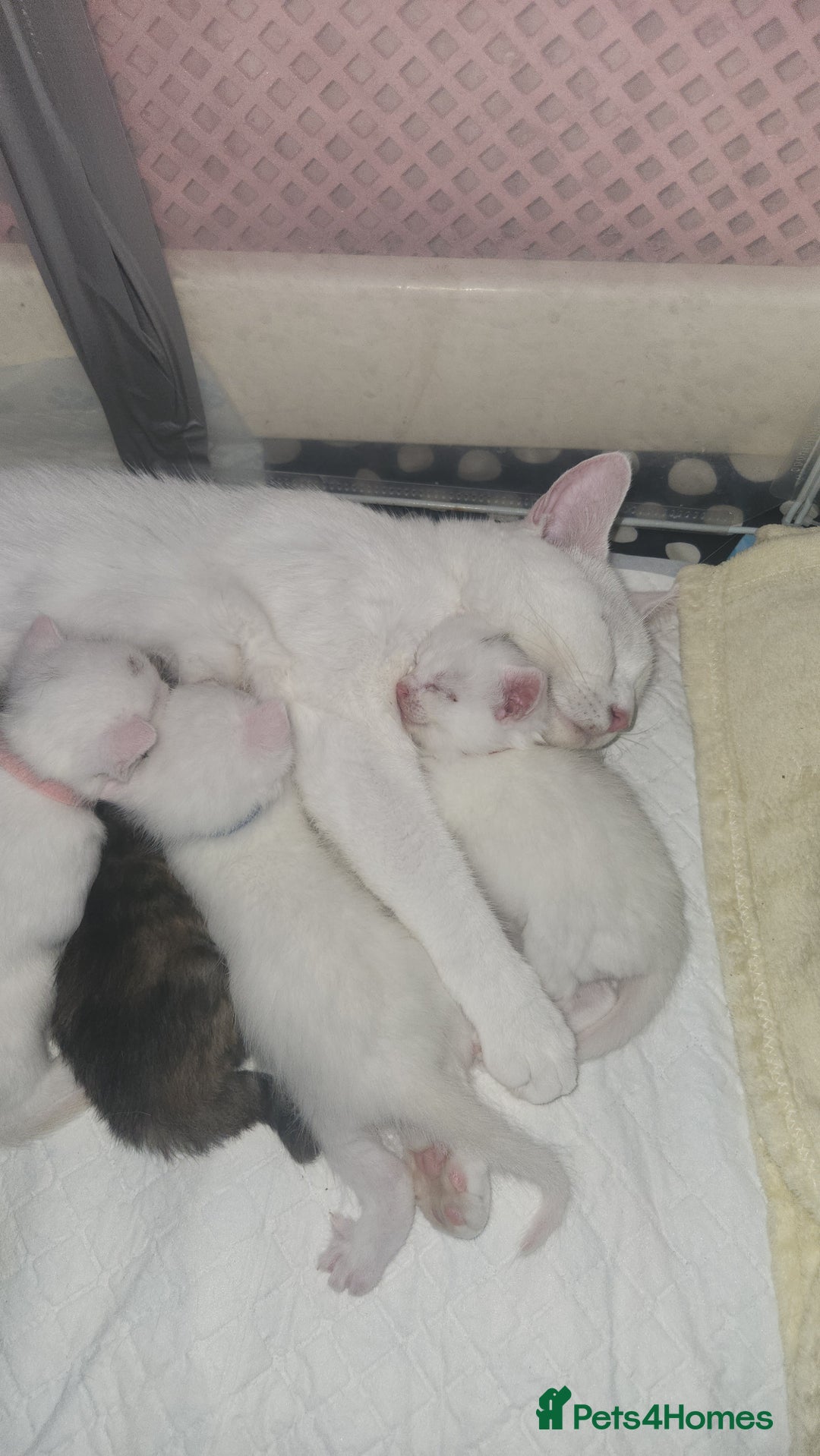 Turkish Angora cats for sale: Turkish angora cross Bengal  - Image 35