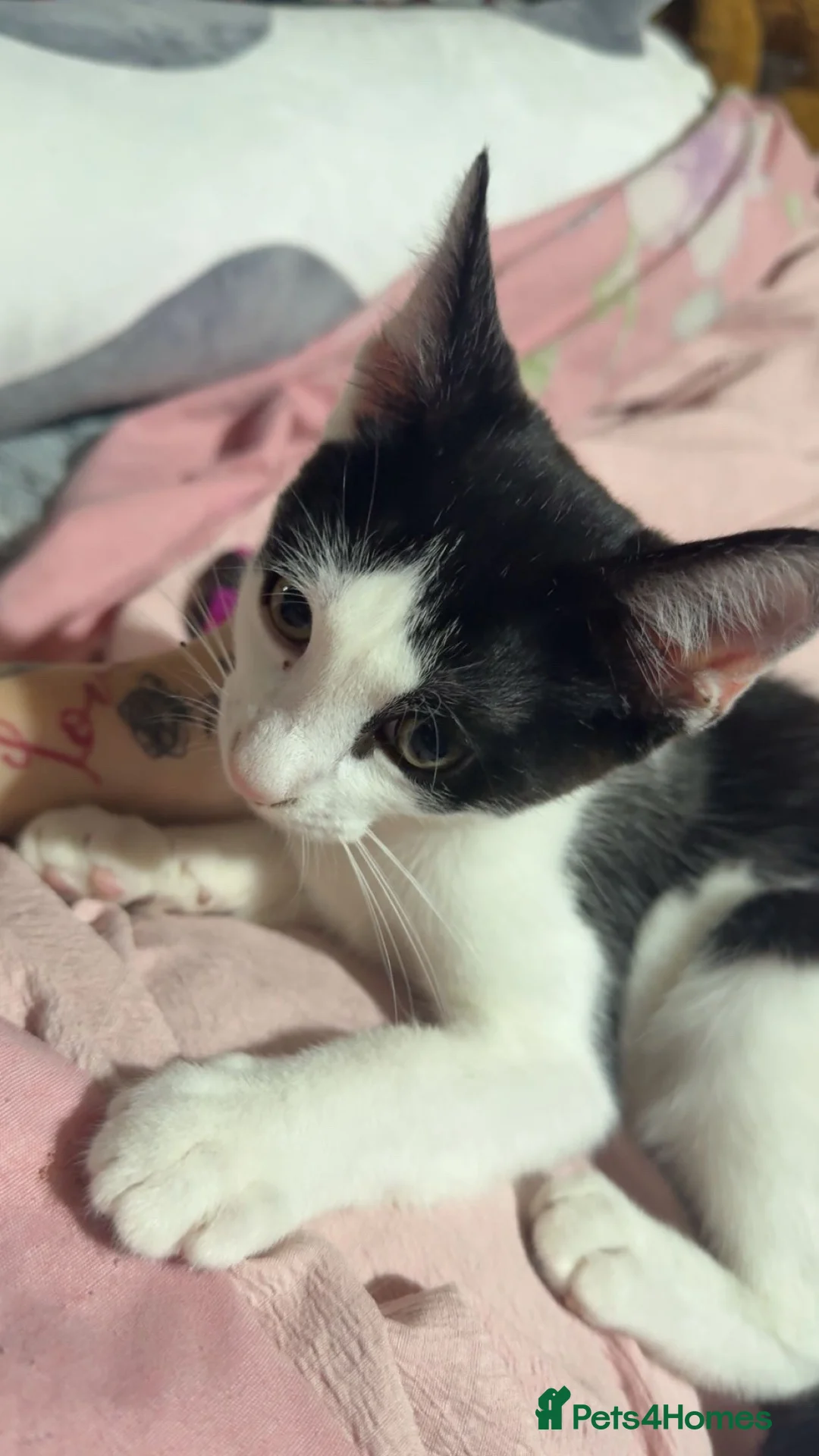 Mixed Breed cats for sale: PLEASE READ THE DESCRIPTION 💔 - Advert 8