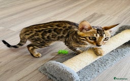 Bengal cats for sale: Stunning TICA registered bengal kittens  in Huntly - Image 8
