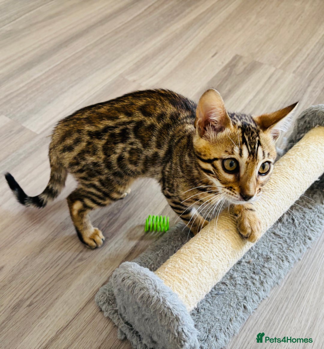 Bengal cats for sale: Stunning TICA registered bengal kittens  in Huntly - Image 8