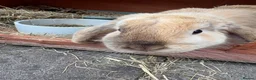 Harlequin rabbits for sale: 6 month old female rabbit - Advert 4