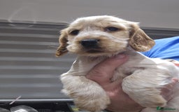 Cocker Spaniel dogs for sale: Show Cocker Spaniel  - Image 13