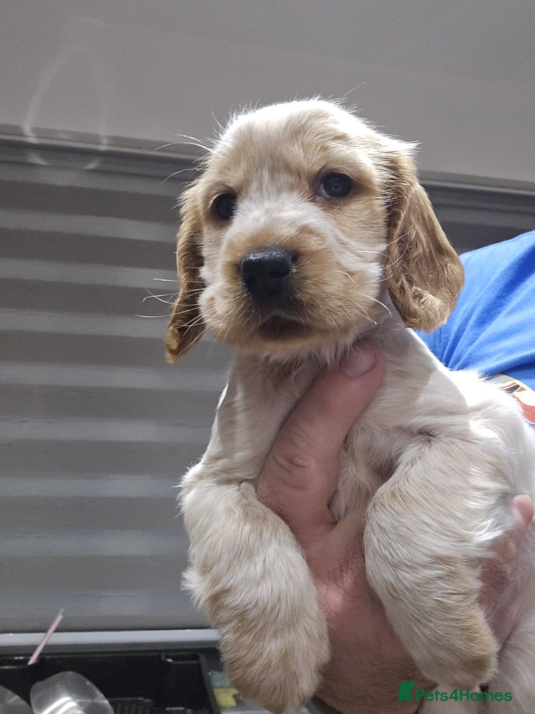 Cocker Spaniel dogs for sale: Show Cocker Spaniel  - Image 13