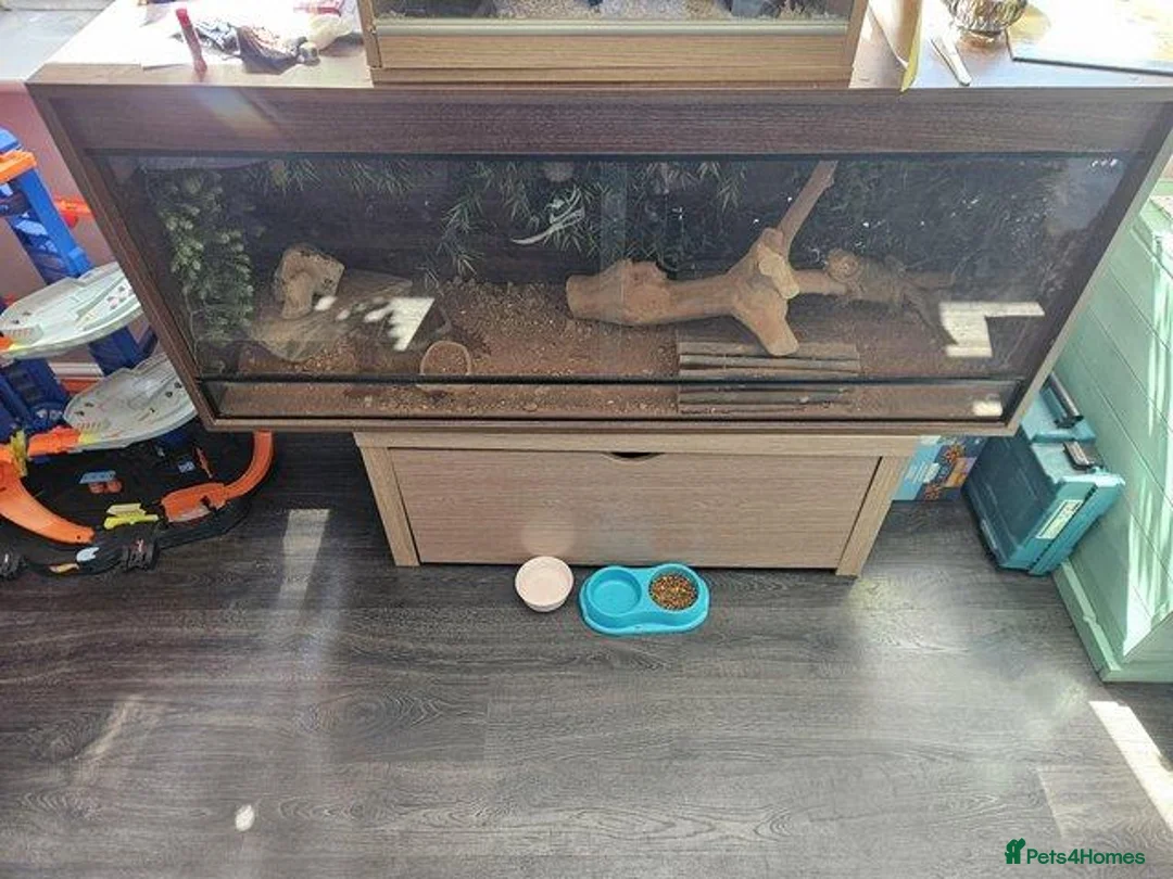 Bearded Dragon reptiles for sale: Male bearded dragon - Advert 5