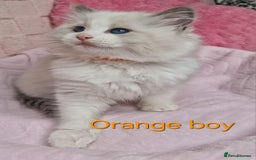 Ragdoll cats for sale: 4 Luxury European line Ragdolls kittens - Image 6