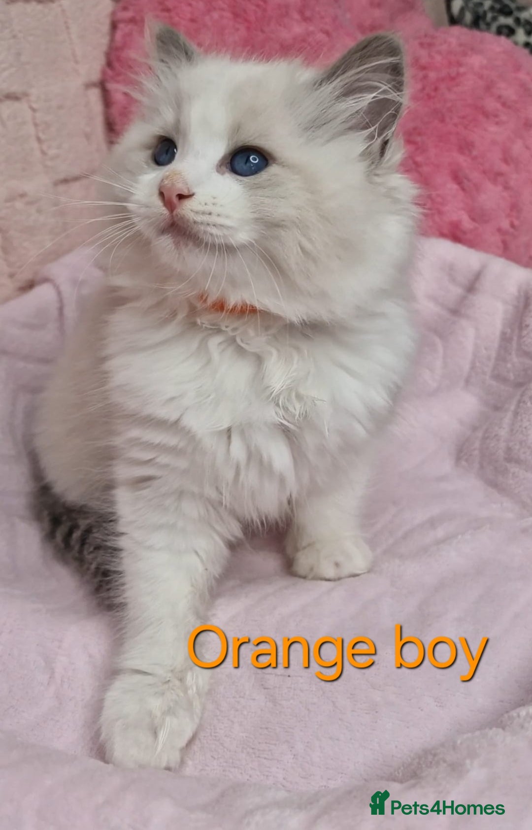 Ragdoll cats for sale: 4 Luxury European line Ragdolls kittens - Image 6