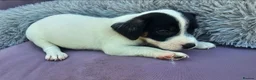 Jack Russell dogs for sale: Jack Russell puppies 🐶  - Advert 15