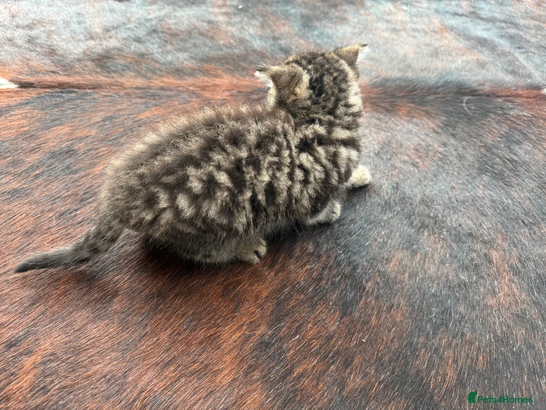 Mixed Breed cats for sale: Beautiful kittens for sale - Advert 6