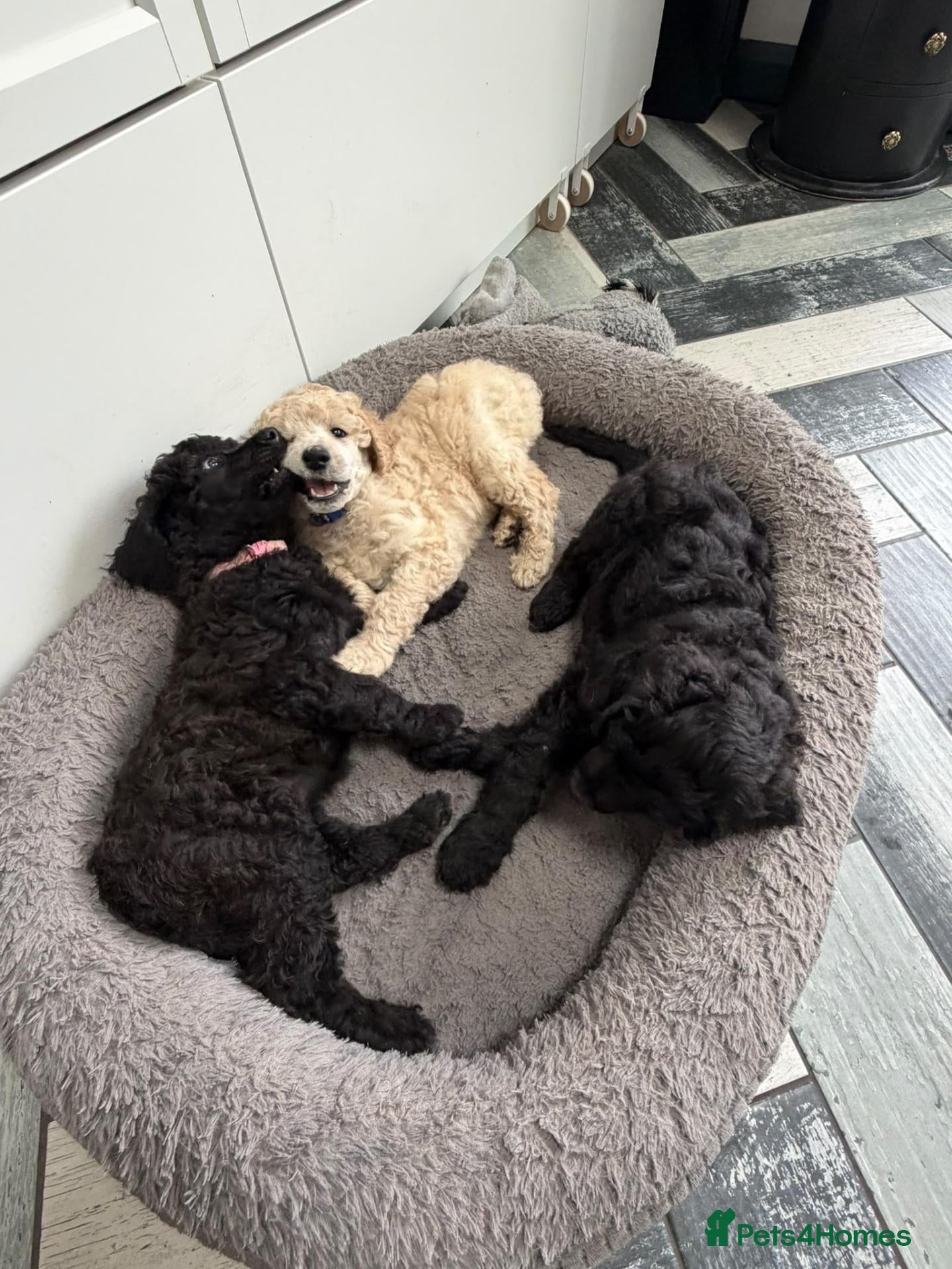 Standard Poodle dogs Gorgeous Standard Poodles - Advert 1
