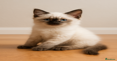 Ragdoll cats - Advert 12