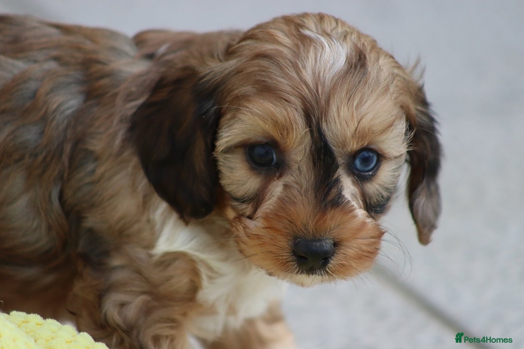 Cockapoo dogs for sale: Cockapoo puppies for sale!  - Advert 37