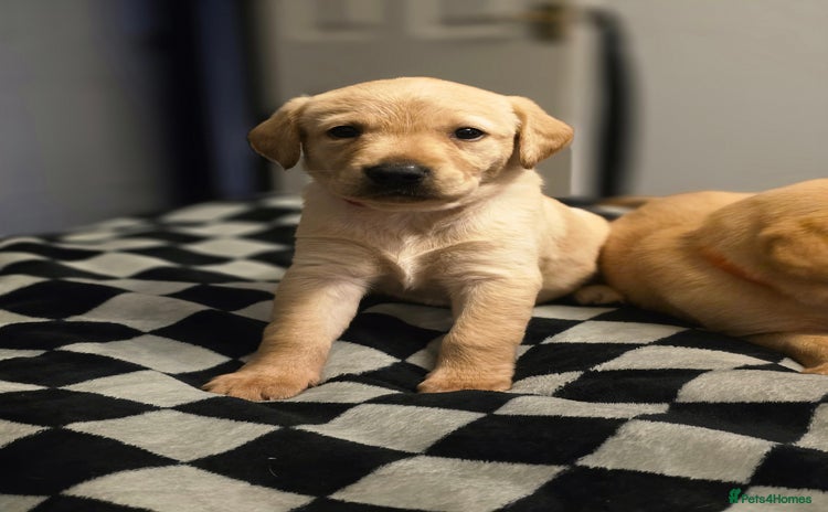 Labrador Retriever dogs in Colchester - Advert 5