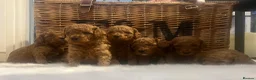 Cavapoo dogs for sale: Stunning deep red TOY cavapoo pups - Advert 24