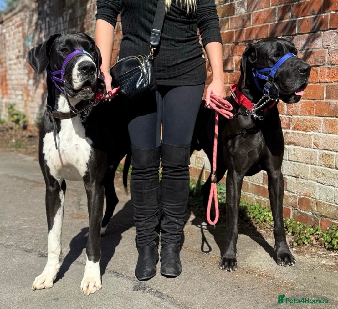 Great Dane dogs for sale: Incredible 3 year old bitch needs new home - Image 1