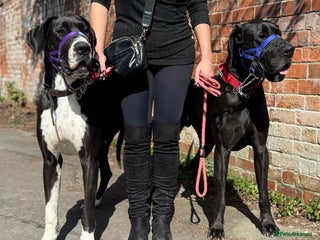 Great Dane dogs - Advert 30