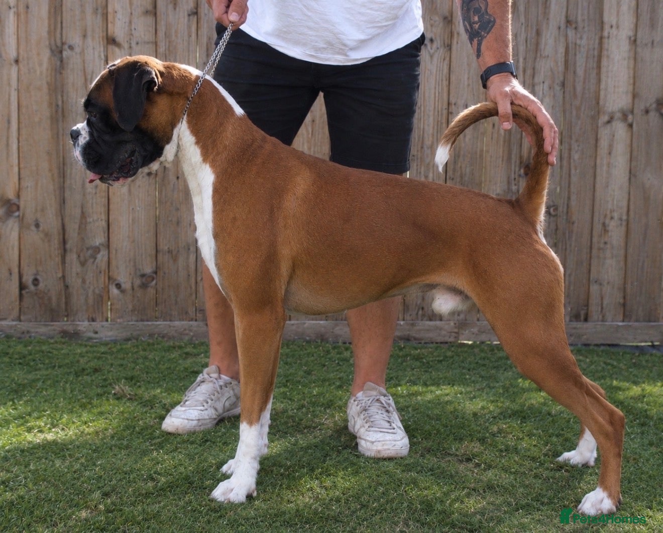 Boxer dogs for stud: KC Reg & Fully Health Tested Flashy Male For Stud - Advert 1