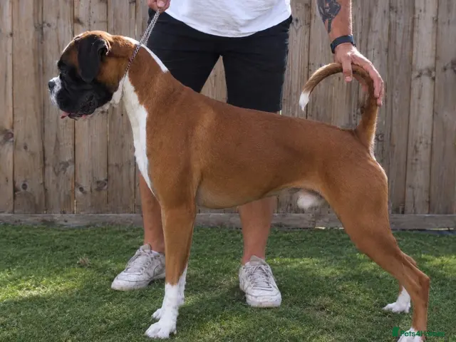 Boxer dogs for stud: KC Reg & Fully Health Tested Flashy Male For Stud - Advert 1