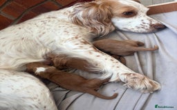 Cocker Spaniel dogs for sale: Cocker Spaniel Puppies  - Image 20