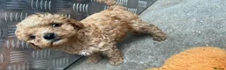 Cavapoo dogs for sale: Cavanpoo puppies  - Advert 8