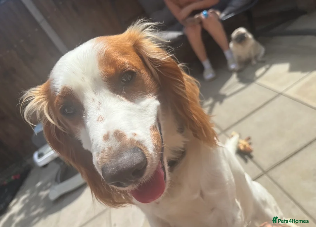 Cocker Spaniel dogs for sale: cocker spaniel  - Advert 5