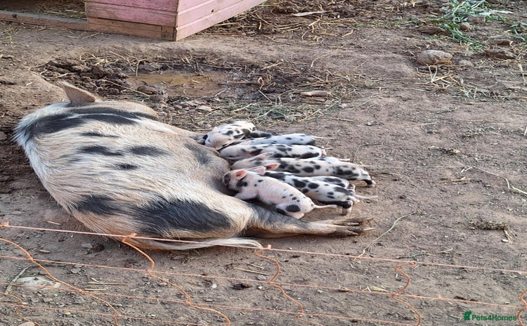 Pig livestock - Advert 4