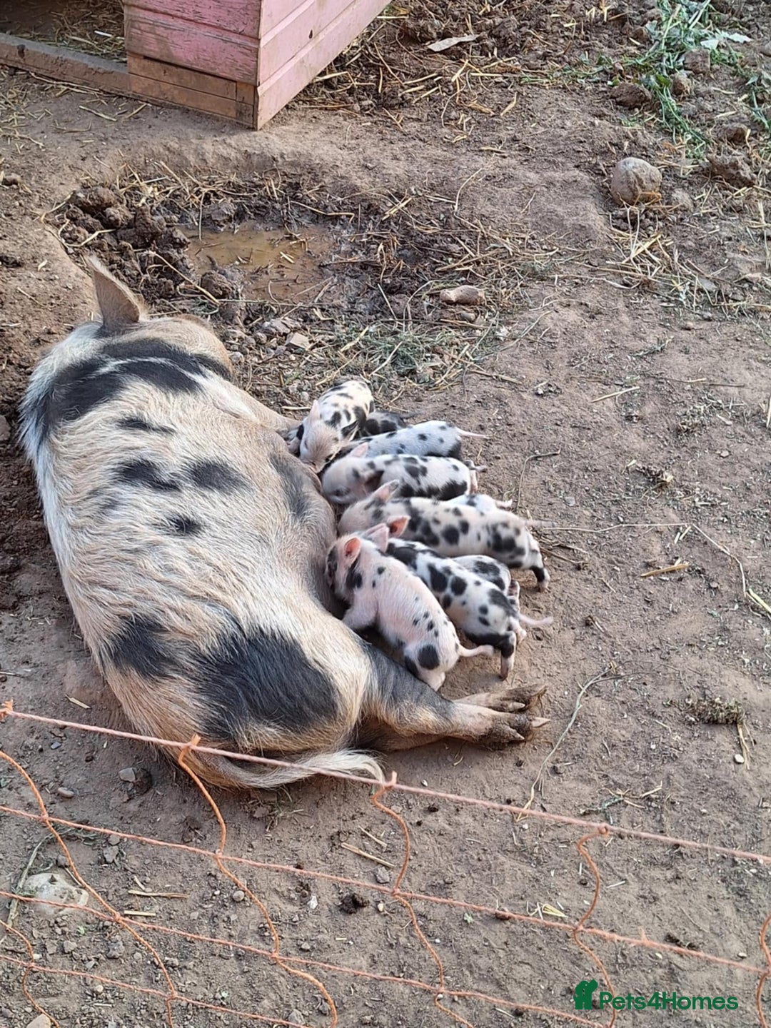 Pig livestock for sale: Kune x juliana piglets - Image 1
