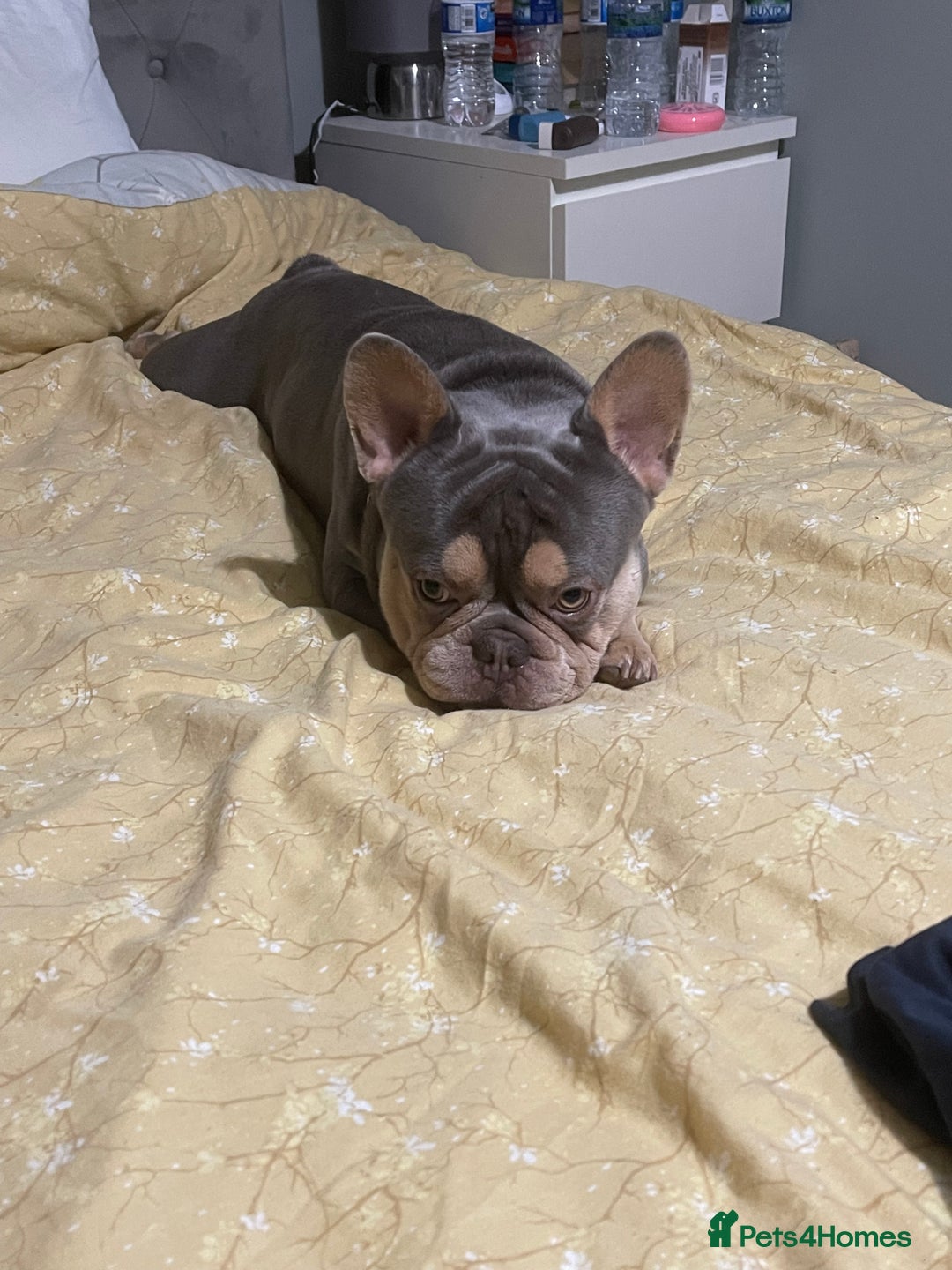 French Bulldog dogs for sale: French bulldog, male , Dexter - Advert 2