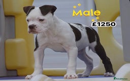 Old Tyme Bulldog dogs for sale: COUNCIL APPROVED⭐️5⭐️LICENSED.23 YEARS EXPERIENCE  - Image 1