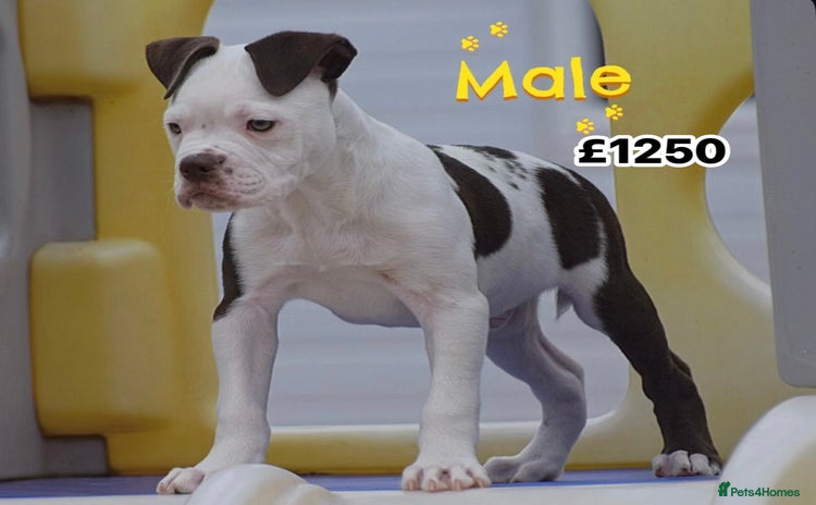 Old Tyme Bulldog dogs - Advert 1