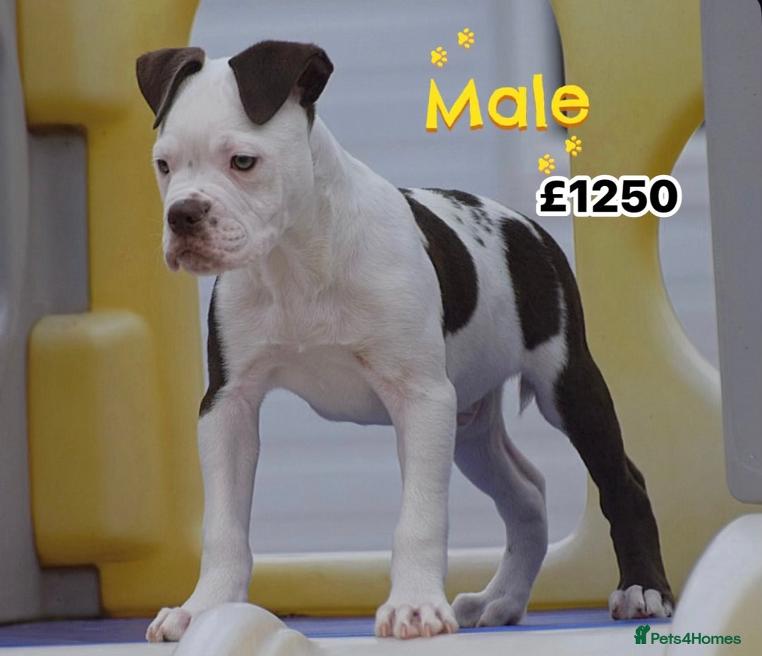 Old Tyme Bulldog dogs for sale: COUNCIL APPROVED⭐️5⭐️LICENSED.23 YEARS EXPERIENCE  - Image 1