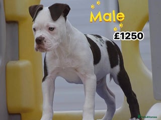 Old Tyme Bulldog dogs - Advert 5