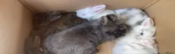 Lionhead rabbits for sale: Baby lion heads £60 in Worksop - Advert 3