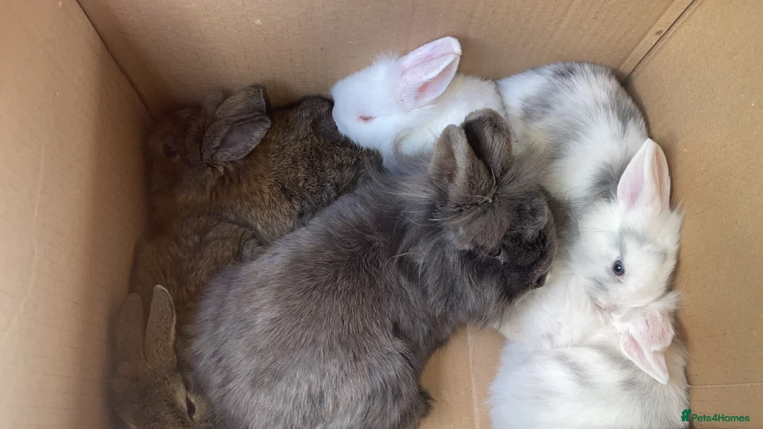 Lionhead rabbits for sale: Baby lion heads £60 in Worksop - Advert 3