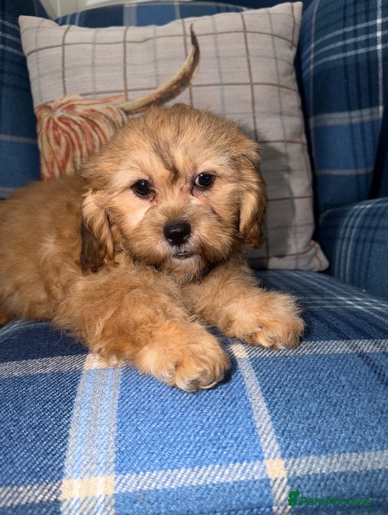 Shihpoo dogs 💜🧡💛Stunning Shihpoo Puppies Ready Now💛🧡💜 - Advert 2